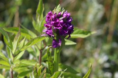 Dactylorhiza