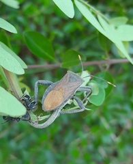 Anoplocnemis