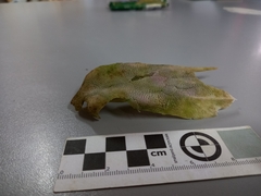 Dactylopterus volitans