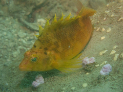 Cirrhitichthys aureus