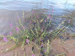 Swainsona microphylla