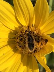 Sparnopolius confusus