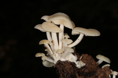Lactocollybia