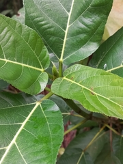 Ficus hispida