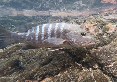 Lutjanus novemfasciatus