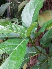 Ficus hispida