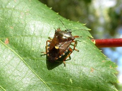 Pinthaeus sanguinipes