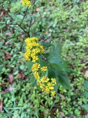 Solidago arguta