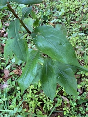 Solidago arguta