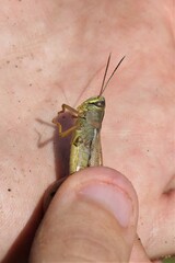 Heteracris pterosticha