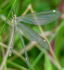 Brachynemurus