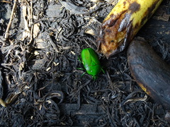 Scarabaeidae