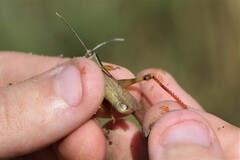 Heteracris pterosticha