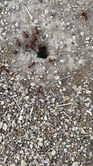 Pogonomyrmex barbatus