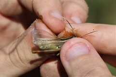 Heteracris pterosticha