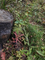 Saussurea parviflora