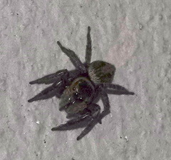 Hasarius adansoni
