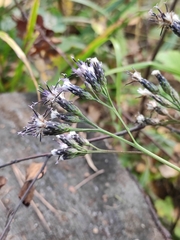 Saussurea parviflora