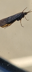 Trichoptera