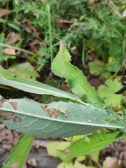 Saussurea parviflora