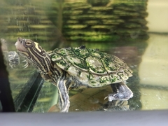 Graptemys nigrinoda