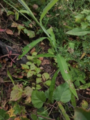 Saussurea parviflora