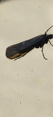 Trichoptera