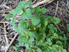 Lysimachia japonica