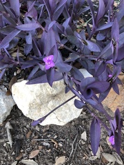 Tradescantia pallida