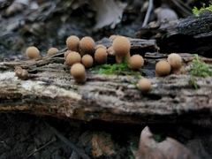 Apioperdon pyriforme