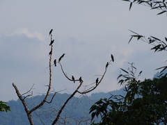 Hypsipetes leucocephalus