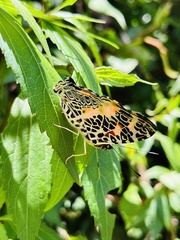 Symbrenthia hypselis