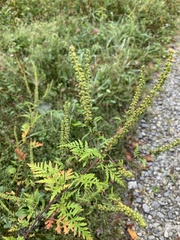Ambrosia artemisiifolia