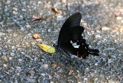 Papilio helenus