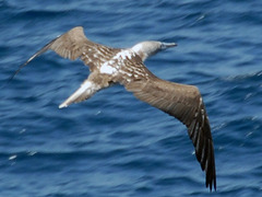 Sula nebouxii excisa