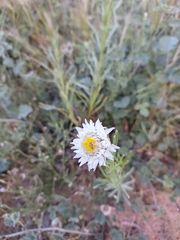 Polycalymma stuartii