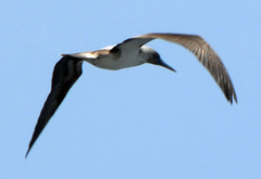 Sula nebouxii excisa