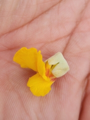 Stirtonanthus taylorianus