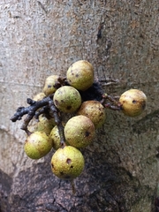 Ficus racemosa