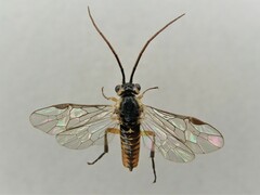 Euura dispar