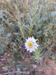 Polycalymma stuartii