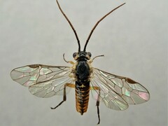 Euura dispar