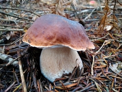 Boletus reticulatus