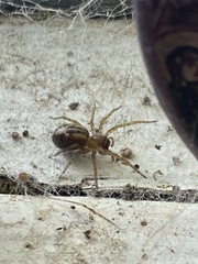 Amaurobius