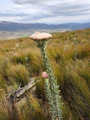 Syncarpha milleflora