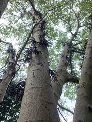 Ficus racemosa
