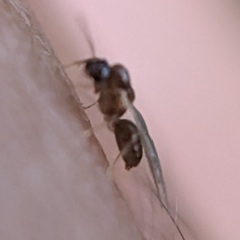 Brachymyrmex depilis