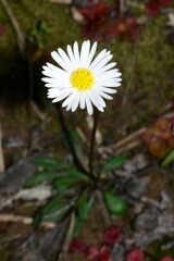 Allittia uliginosa