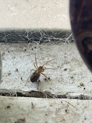 Amaurobius