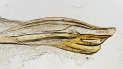 Euura dispar